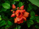Japanese quince